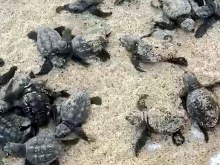 schiusa tartarughe marine