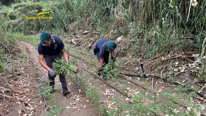 sequestro pintagione marijuana cetraro