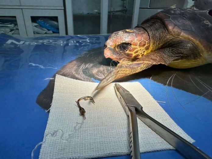 tartaruga caretta operata crotone