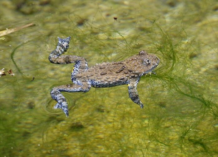 ululone appenninico