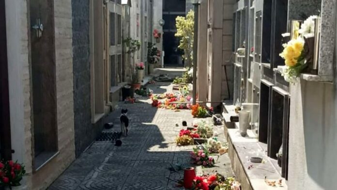 vandali cimitero scalea_2