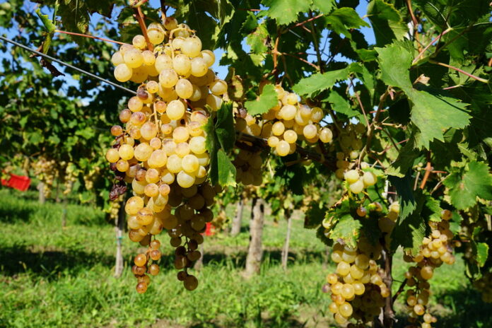 Zibibbo Francavilla Angitola