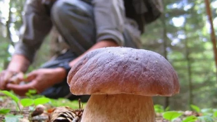 funghi porcino fungaioli