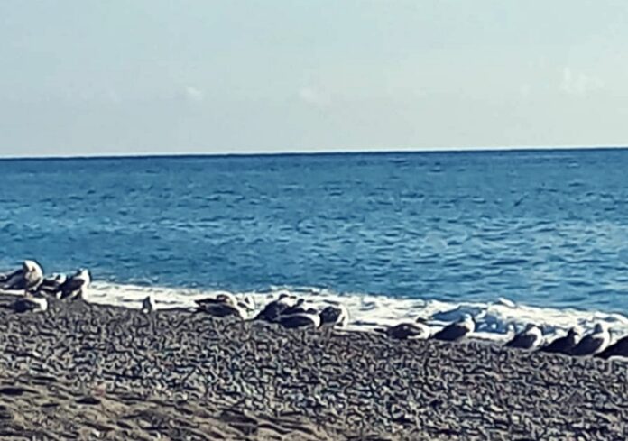 gabbiani sulla spiaggia quando piove