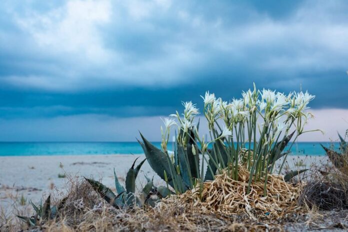 gigli di mare_wwf