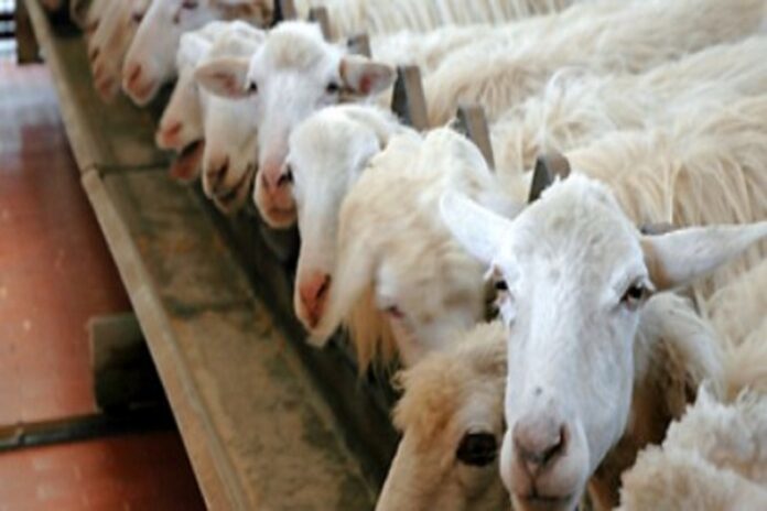 pecore_emergenza lingua blu