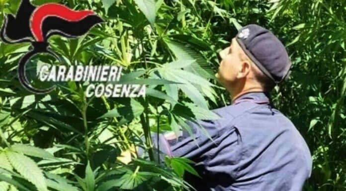 piantagione marijuana bonifati