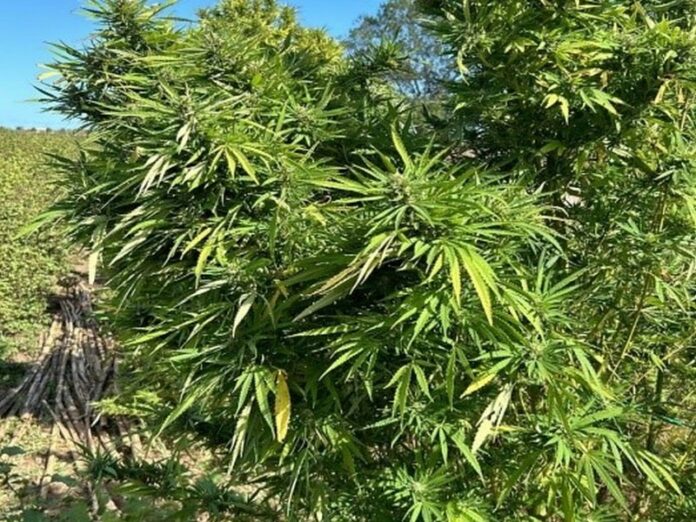 piantagione marijuana isola capo rizziuto