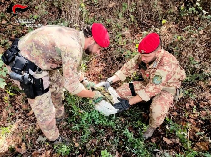 piantagioni antidroga locride aspromonte