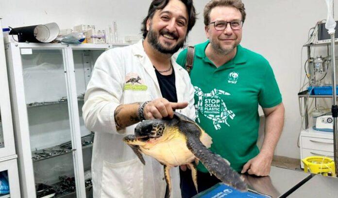 strongoli tartaruga salvata