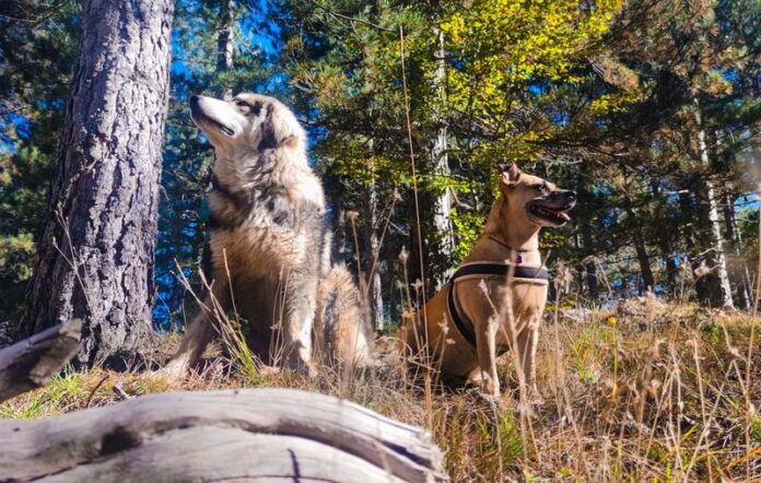Dog trekking in Calabria