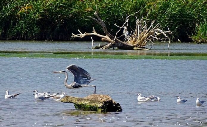 Uccelli acquatici nella Riserva Naturale Regionale della Foce del fiume Crati