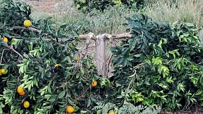 alberi agrumi tagliati