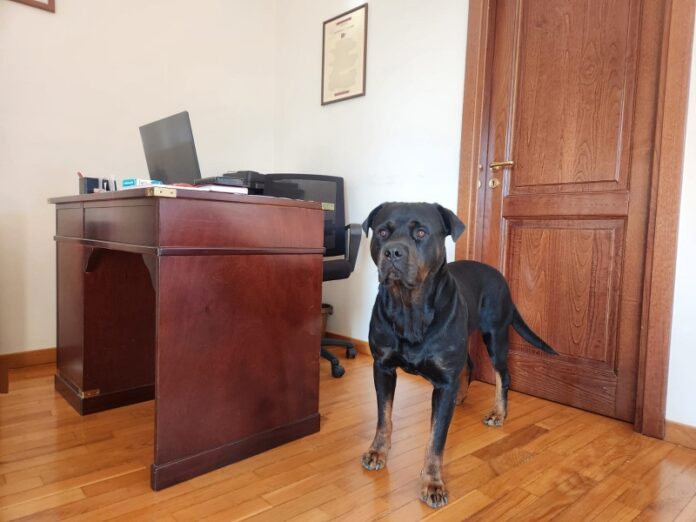 proposta animali in ufficio