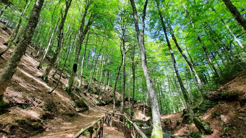 bosco delle fate