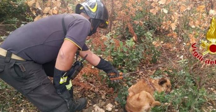 cane salvato dai vigili del fuoco