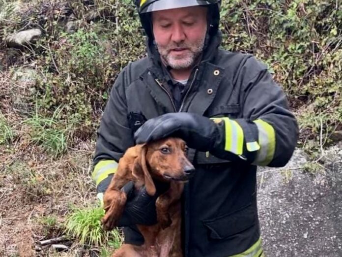 cane salvato petilia
