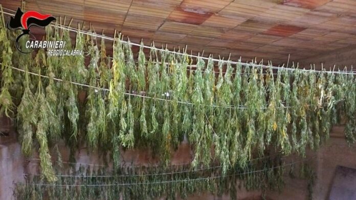 cannabis sequestrata nel reggino
