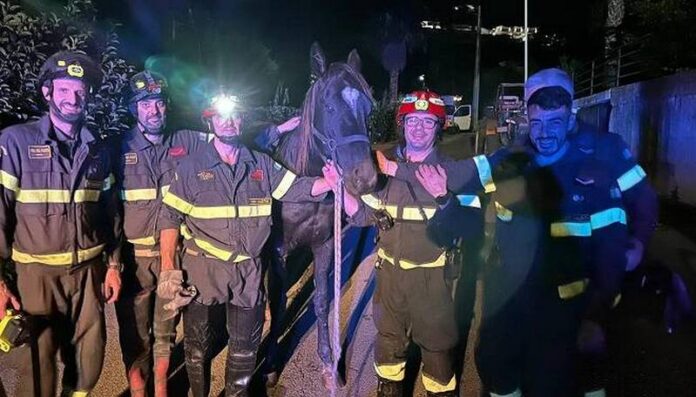 cavallo salvato dai vigili del fuoco