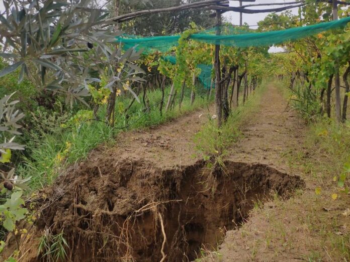 danni agricoltura lamezia_maltempo