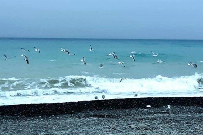 gabbiano maltempo sul mare