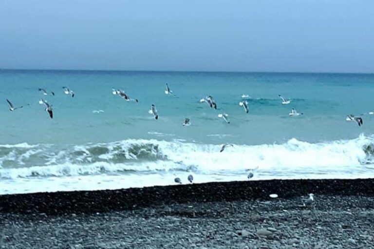 gabbiano maltempo sul mare