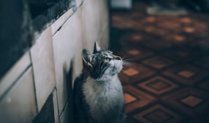 gatto_incendio solarino
