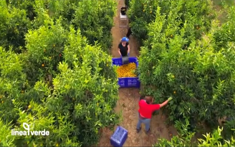 rai 1 linea verde Calabria