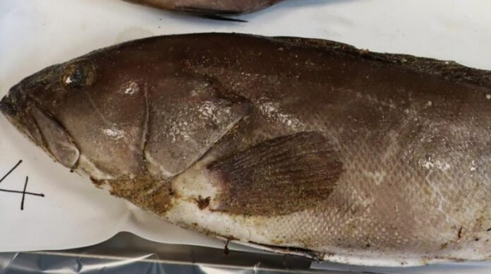pesce venti