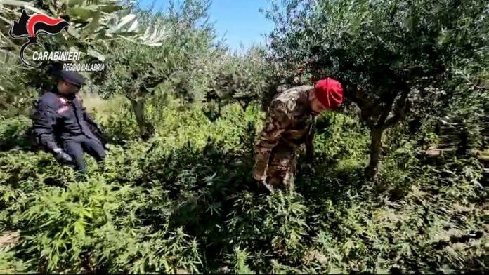 piantagione cannabis locri