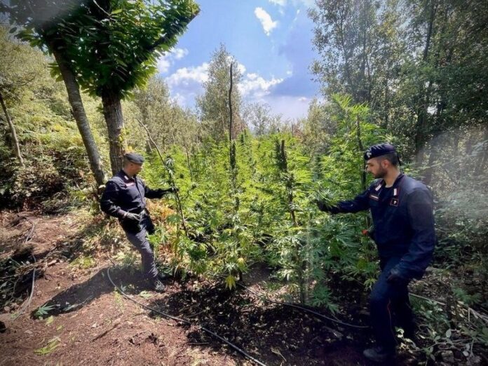 piantagioni di marijuana scoperte nel vibonese