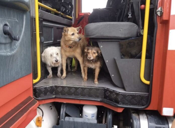 salvataggio cani locri