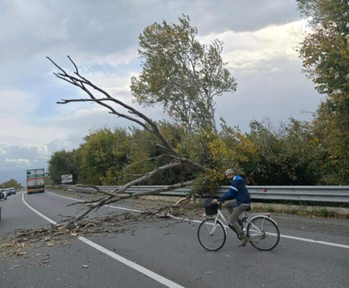 Vento albero su strada