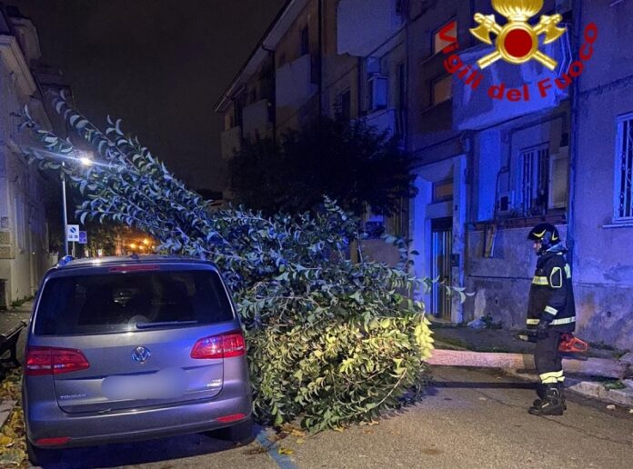 alberi caduti cosenza