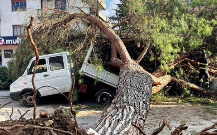 albero caduto autocarro vibo