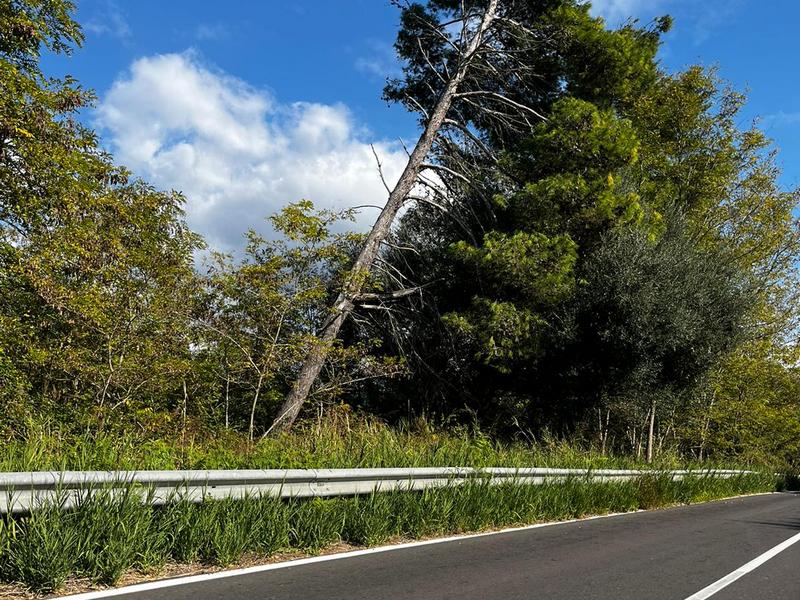 albero pericolante statale angitola