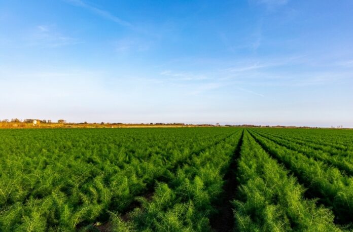 campo finocchi igp isola capo rizzuto
