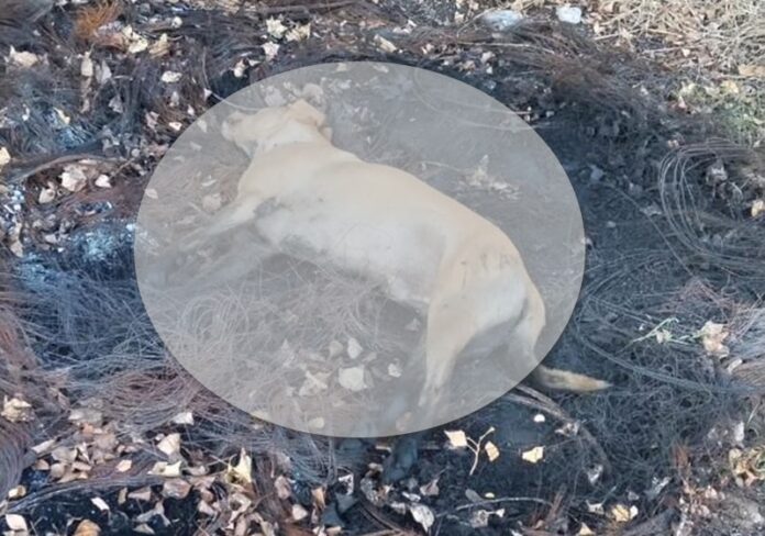cane avvelenato e bruciato tortora