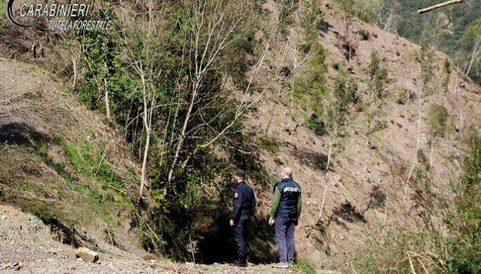 carabinieri forestale cosenza