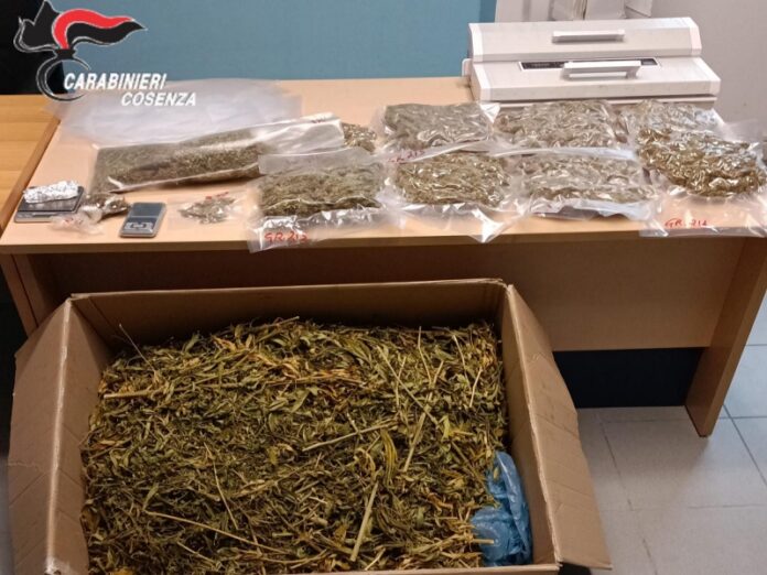 sequestro droga ed arresti a Buonvicino