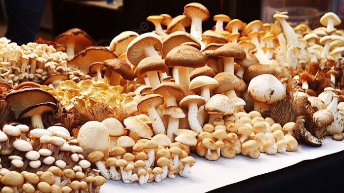 funghi_generica