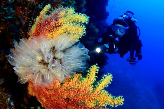 gorgonie mare sciila_foto Diving Megale Hellas