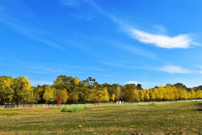 paesaggio alberi cielo