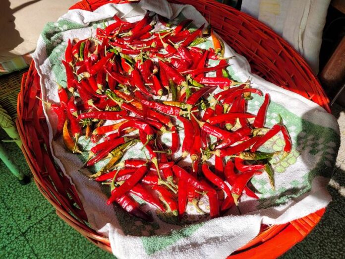 peperoncino calabrese_essiccamento