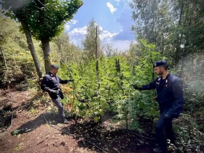 piantagioni di marijuana scoperte nel vibonese
