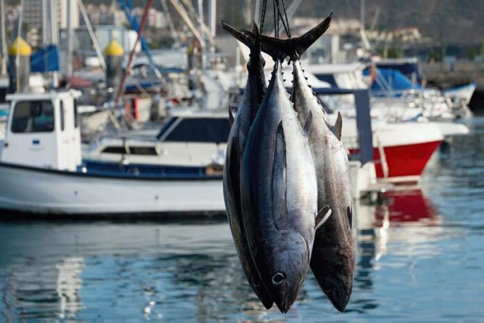 tonno pesca