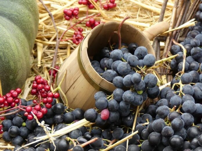 uva autunno san martino