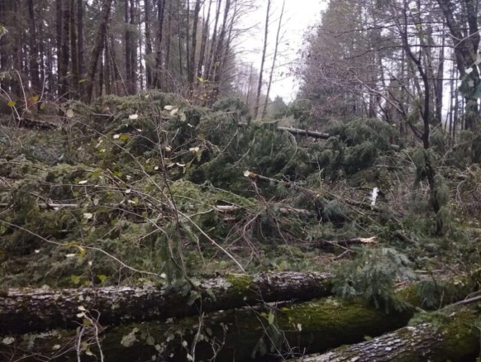 alberi caduti vento Calabria