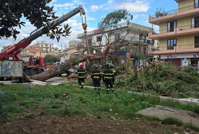 alberi viglil del fuoco