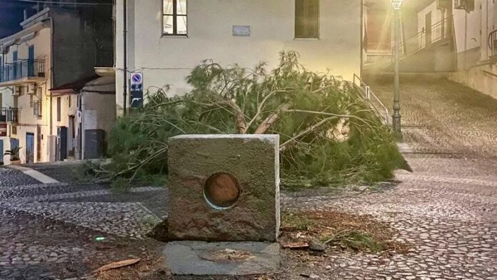 crosia albero di natale caduto